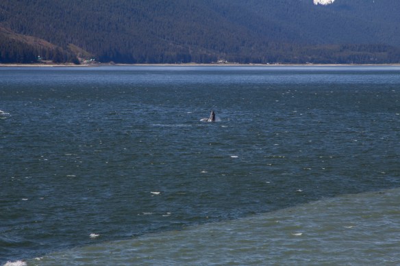 IMG_8979Skag to White jpg's