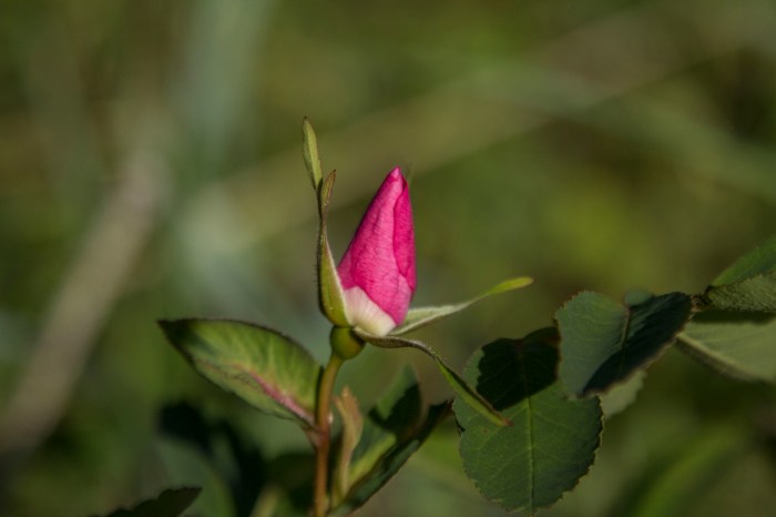 Seduction Point Trail_16