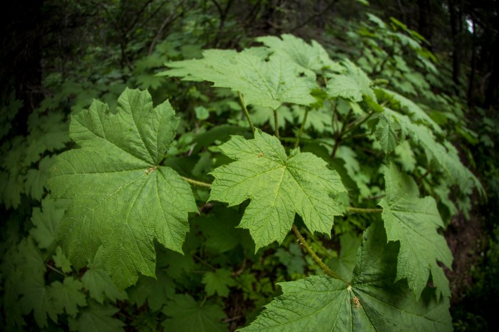 Seduction Point Trail_9