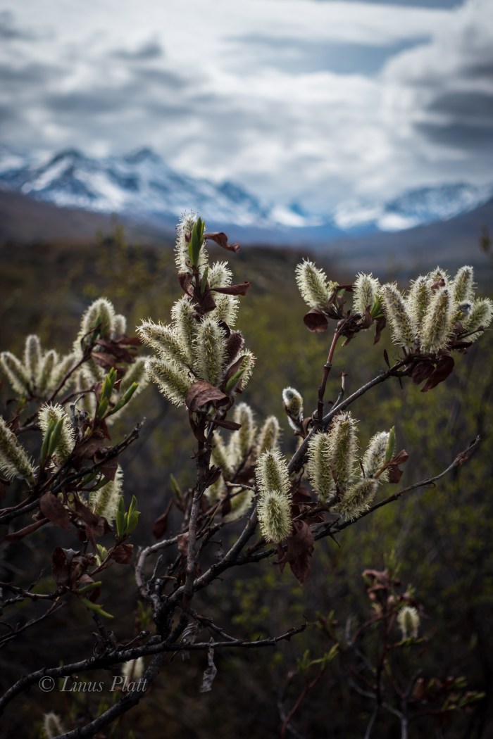 Leaving Haines-07733