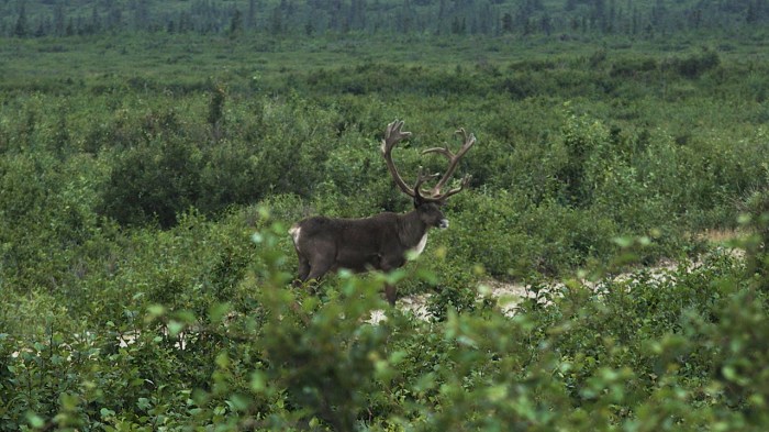 Bull Caribou_Delta