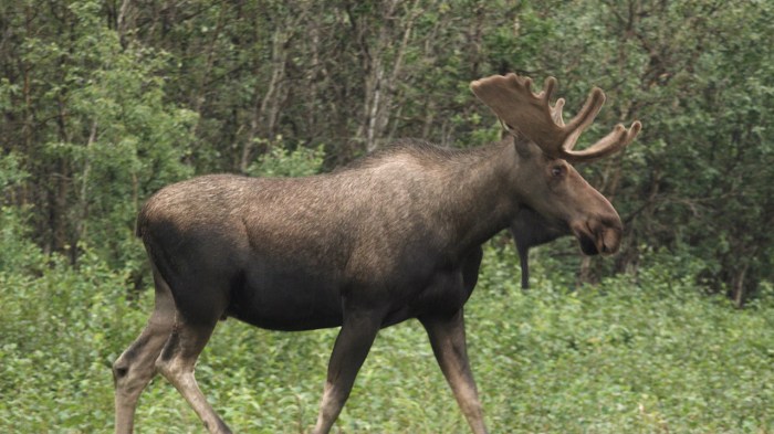 Bull Moose_Delta