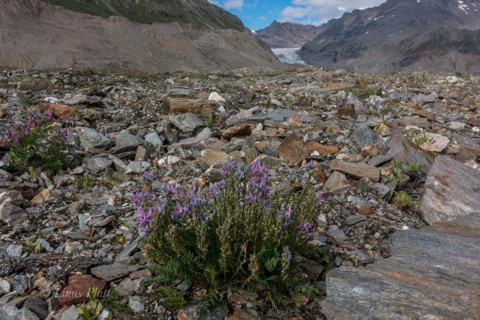 White Princess-Delta Mountains-14