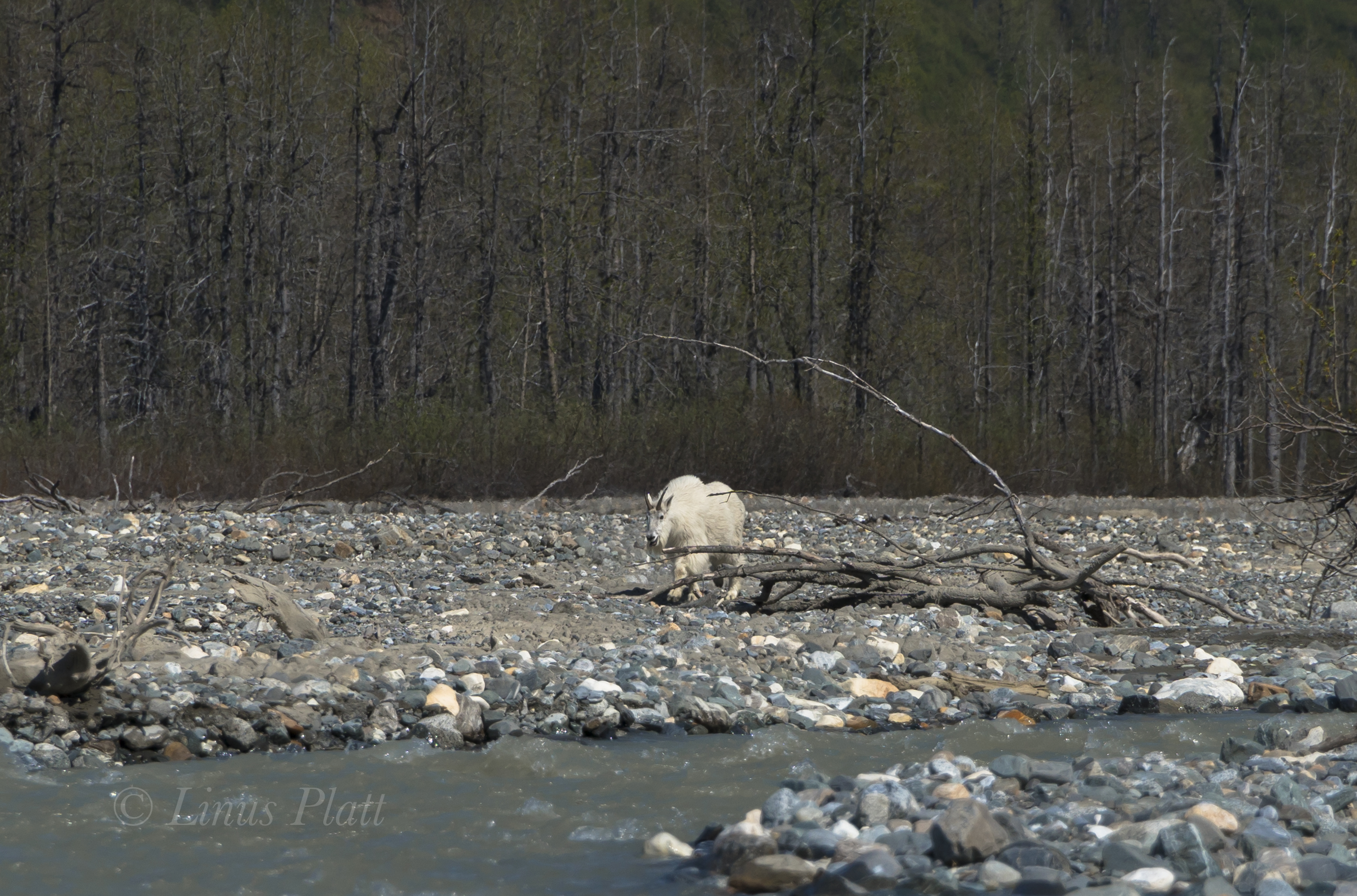 Takhin River 2018-35