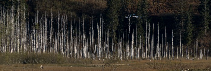 Takhin River 2018-48