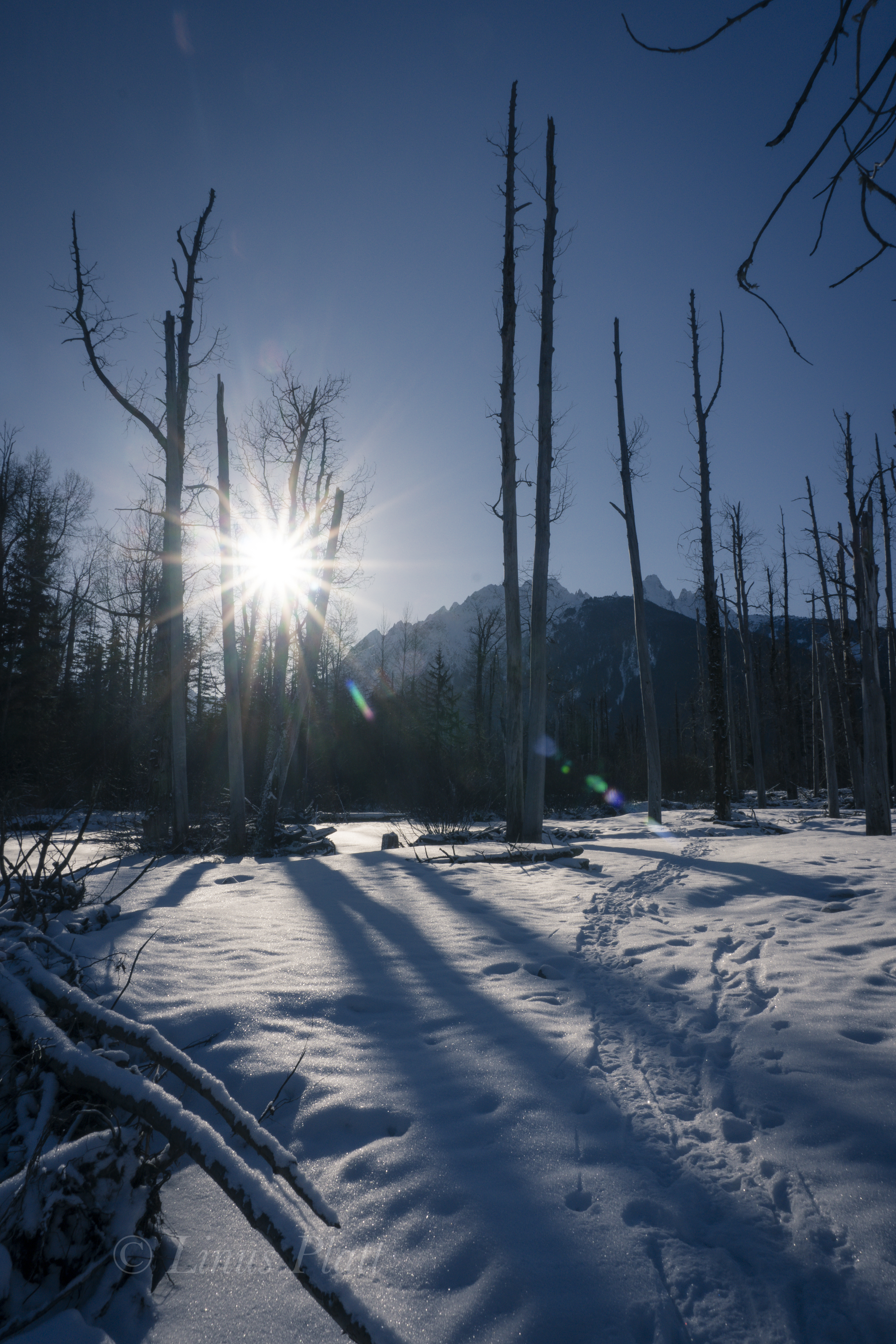 Kicking Horse Snowshoe-10