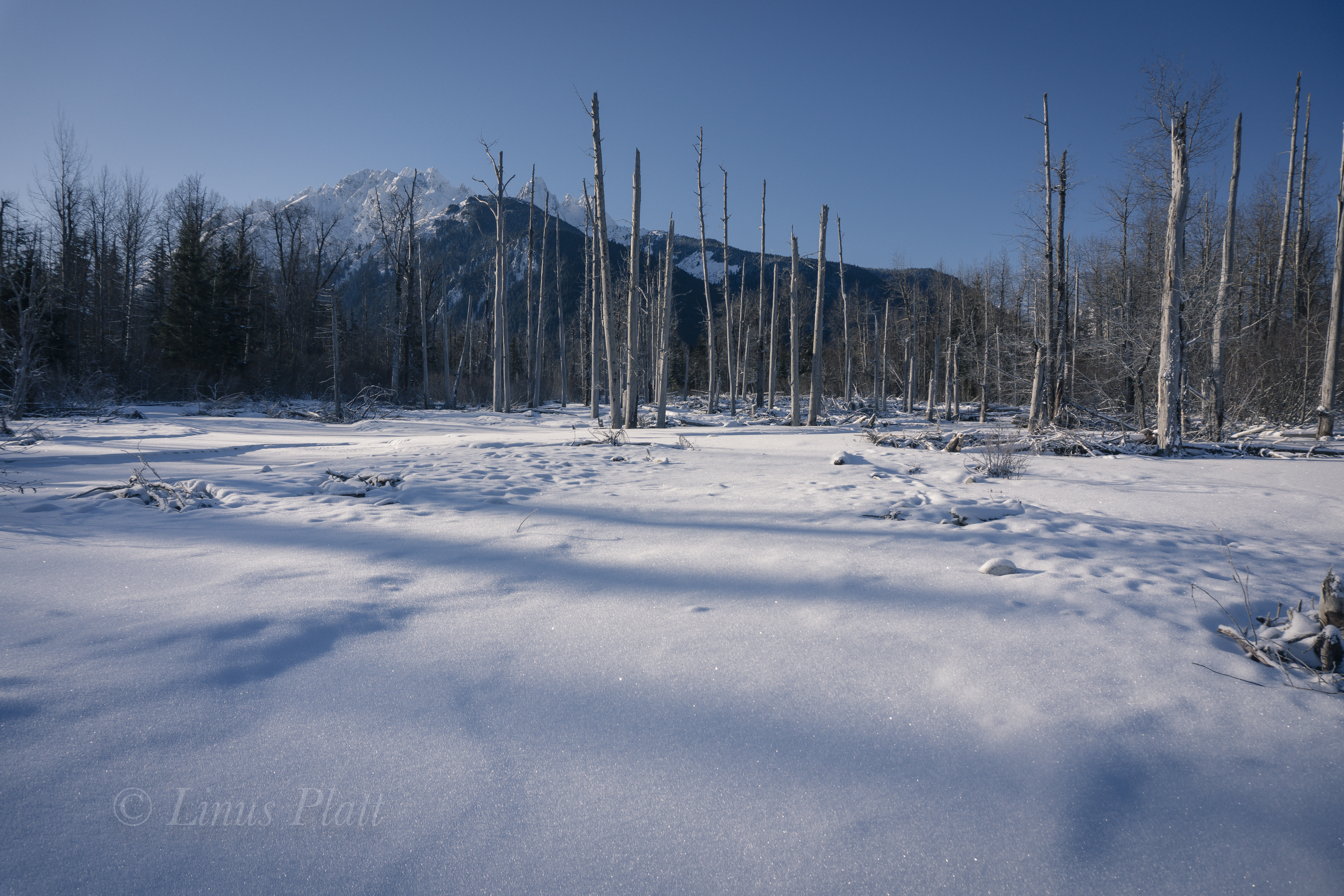 Kicking Horse Snowshoe-4