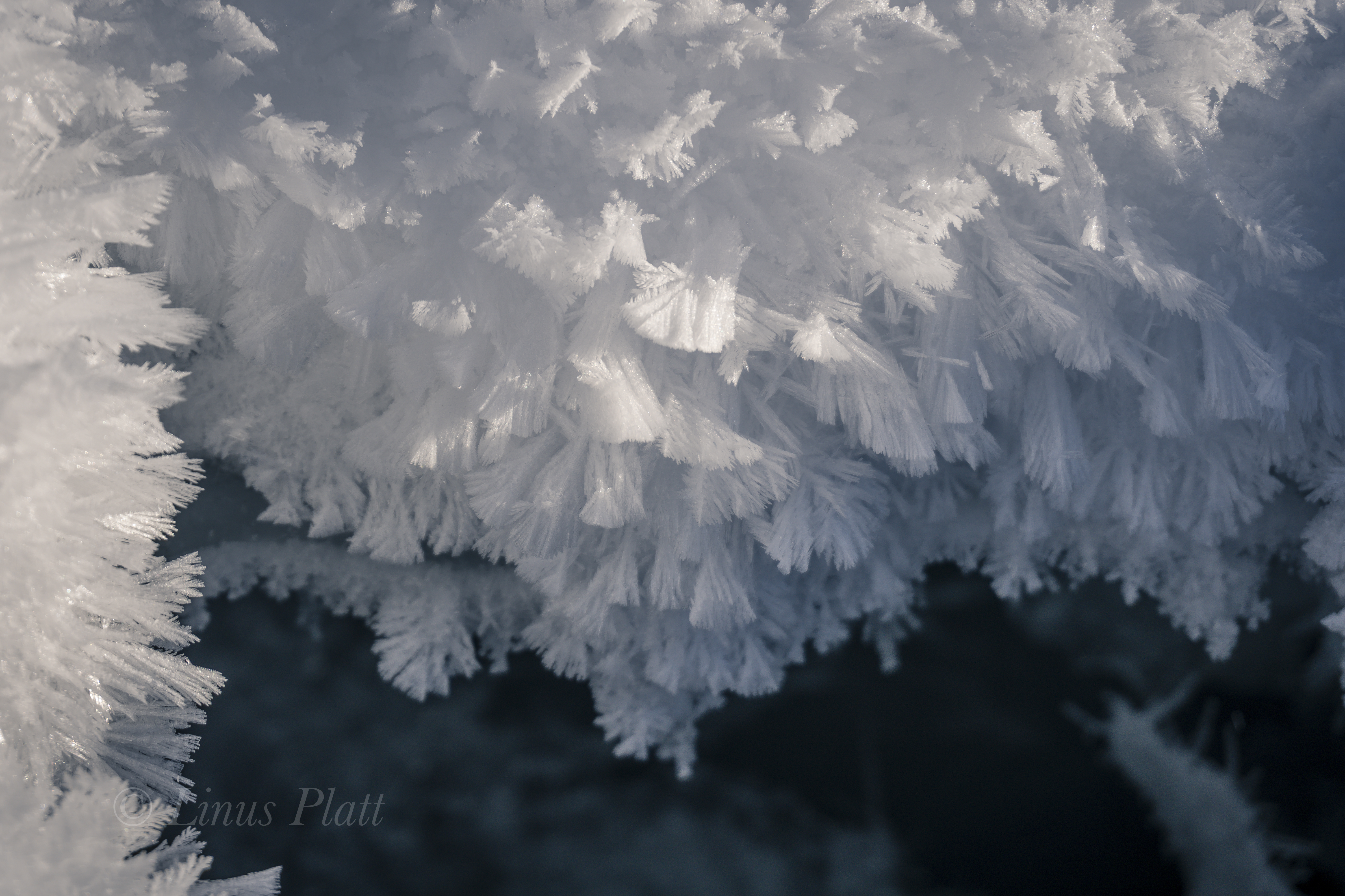 Kicking Horse Snowshoe-6