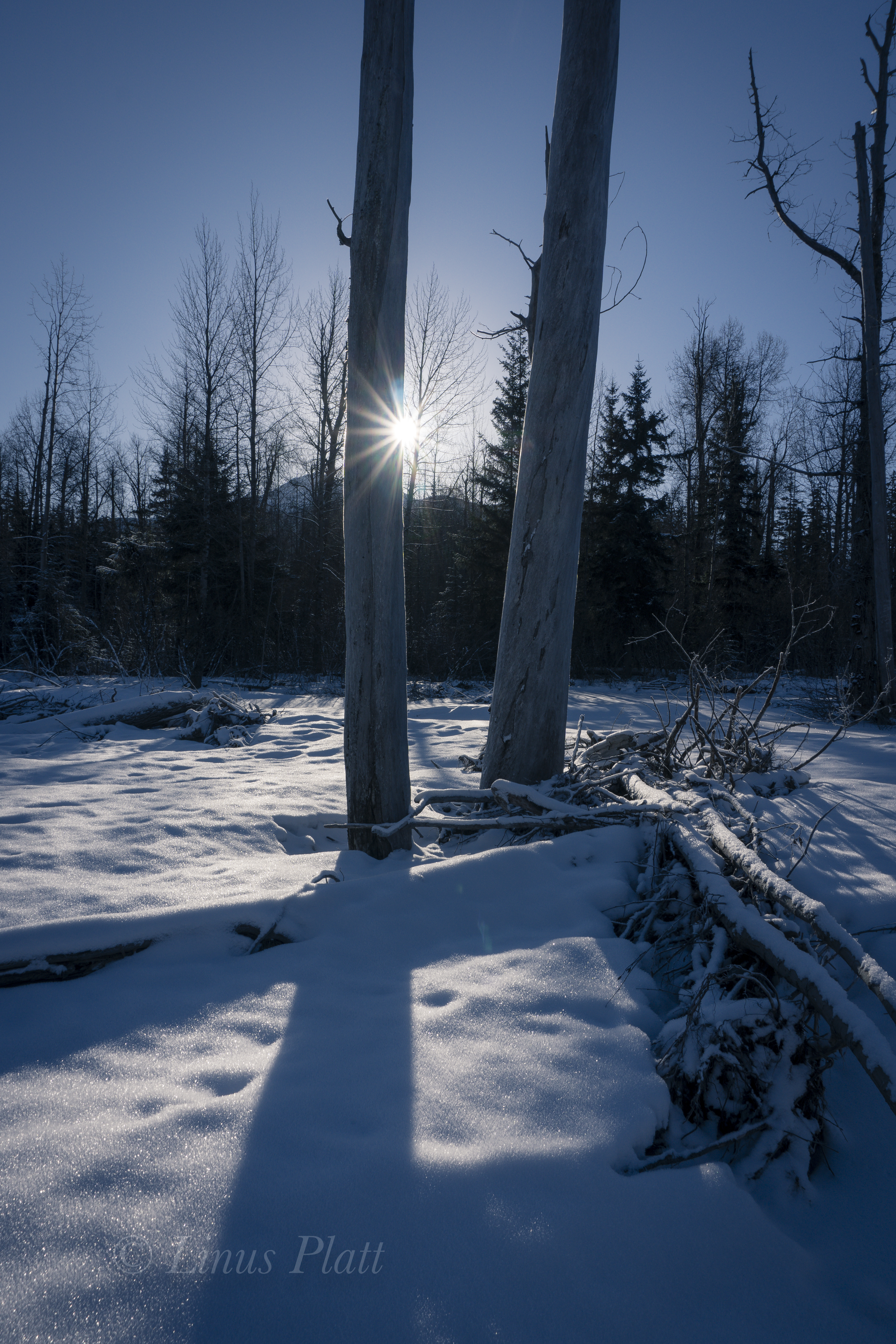 Kicking Horse Snowshoe-7